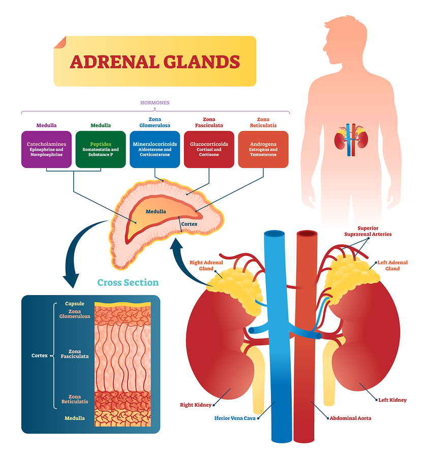 the adrenal glands produce