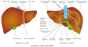 Liver anatomy. Realistic anatomical model of healthy human liver with gallbladder on a white background. Human organ liver front and rear, the location of the gallbladder and bile duct