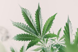 marijuana leaves on light, hemp marijuana CBD, indoor grow cannabis indica, white background cultivation cannabis, marijuana legalization, Cannabis vegetation plants,