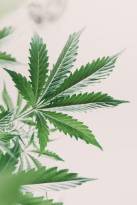 marijuana leaves on light, hemp marijuana CBD, indoor grow cannabis indica, white background cultivation cannabis, marijuana legalization, Cannabis vegetation plants,