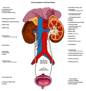 Urinary Renal System of Human Body Anatomy with all parts including adrenal gland artery and vein supply and cross section of kidney bladder at anatomical abdomen area diagram vector