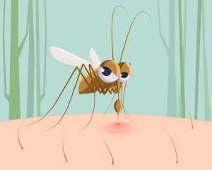 Mosquito sucking blood. Funny pest insect, mosquito bite red mark on skin cartoon vector illustration. Insect mosquito, blood bite, bloodsucker cartoon