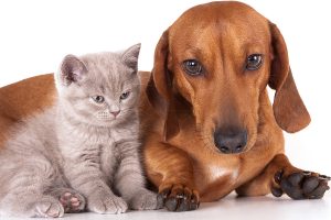 Kitten and dog dachshund