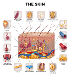 Skin anatomy detailed illustration. Beautiful bright colors.