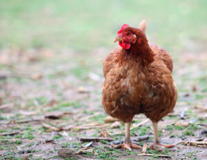 A free-range hen on a smallholding in Greece - a farming method that could be under threat from bird flu.