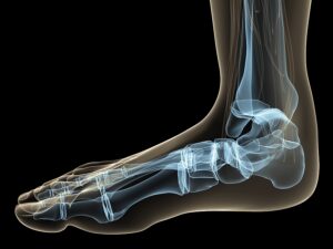 3d rendered anatomy illustration of a human transparent foot