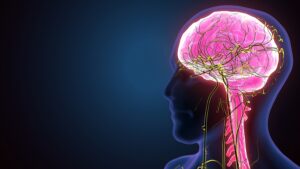 The human brain is the central organ of the human nervous system, and with the spinal cord makes up the central nervous system. The brain consists of the cerebrum, the brainstem and the cerebellum. It controls most of the activities of the body, processin