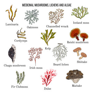 Vector collection of hand drawn medicinal mushrooms, lichens and seaweeds