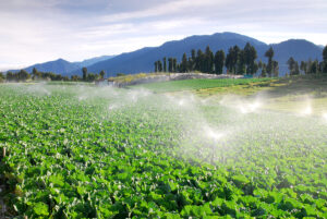 Cabbage vegetable farm watering with beautiful mountain landscape.