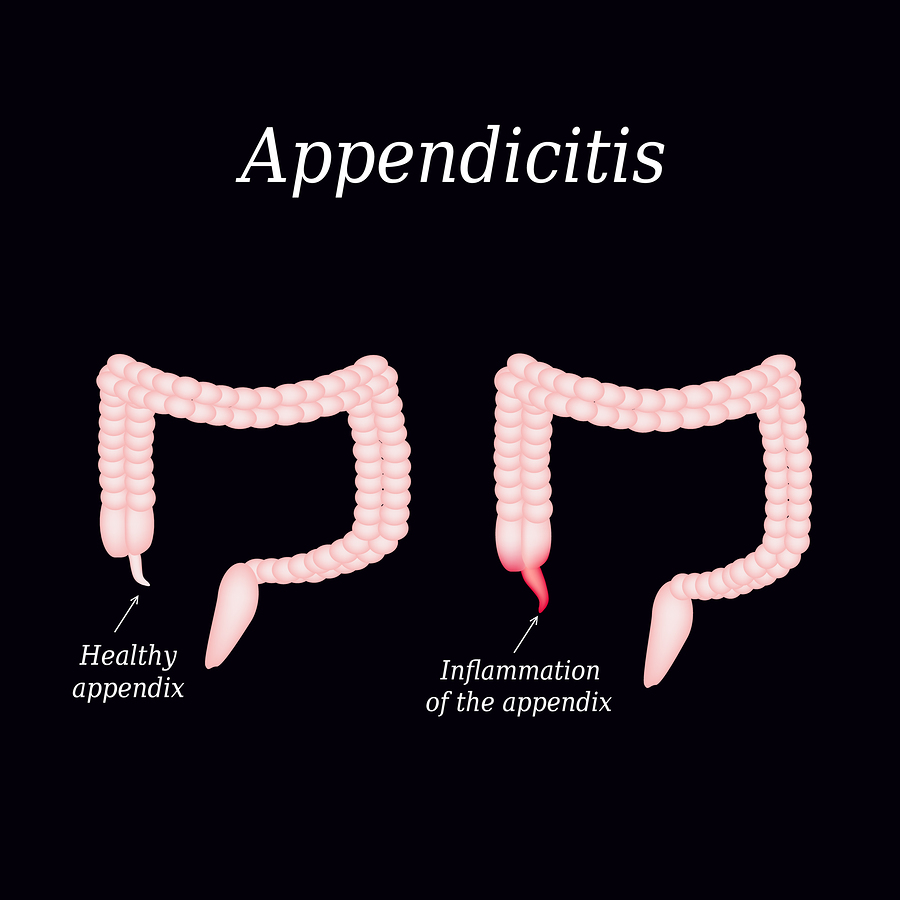 The Pancreas and New Info About the Appendix